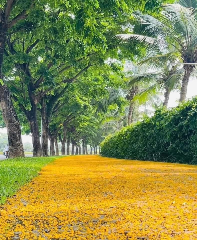 Phố phường Hà Nội vàng rực trong mùa hoa giáng hương